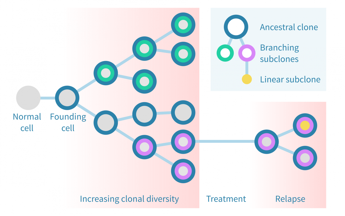 tumor evolution